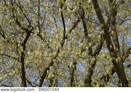 Boxelder Maple - Latin Name - Acer Negundo