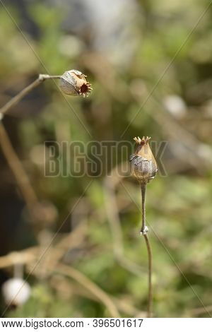 Campion Seed Capsules - Latin Name - Silene Paradoxa