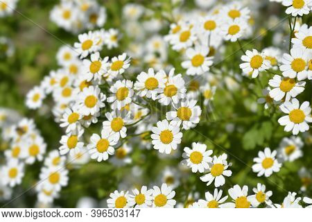Golden Feverfew Flowers - Latin Name - Tanacetum Parthenium Aureum (chrysantemum Parthenium Aureum)