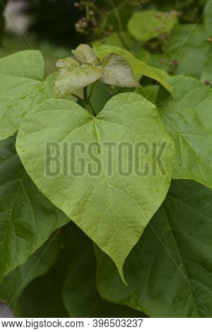 Common Catalpa Leaves - Latin Name - Catalpa Bignonioides