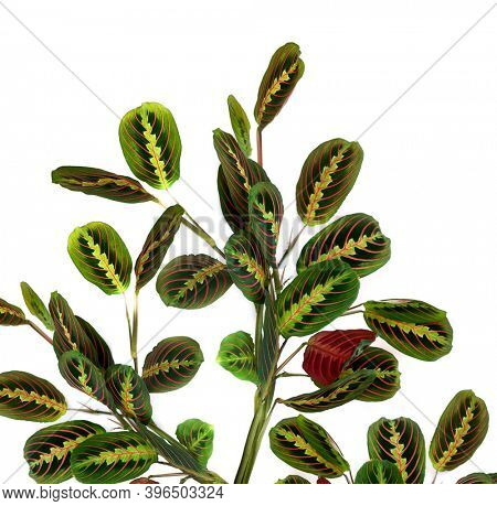 Maranta leuconeura erythroneura on a white background. Tropical leaves