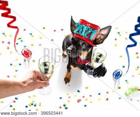 Prague Ratter , Praguer Rattler Dog Celebrating New Years Eve With Champagne Or Cocktail Cheering  I