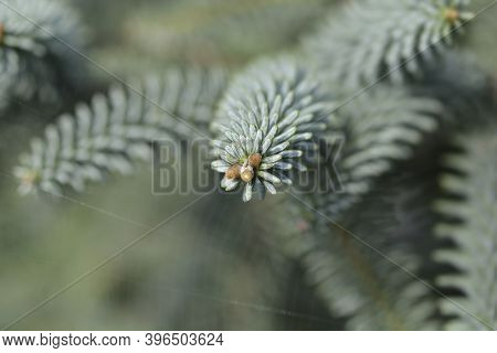 Blue Spanish Fir Branch - Latin Name - Abies Pinsapo Glauca