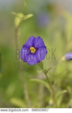 Blue Potato Bush Flower - Latin Name - Lycianthes Rantonnetii (solanum Rantonetti)