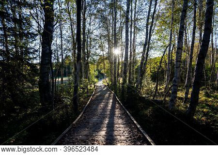 Wooden Footbridge Between Birch And Pine Trees During Sunset, Chalupska Slat, Sumava National Park,