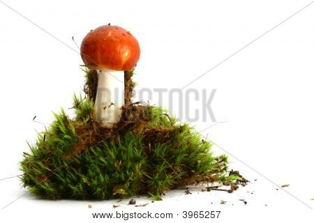 고립 된 버섯