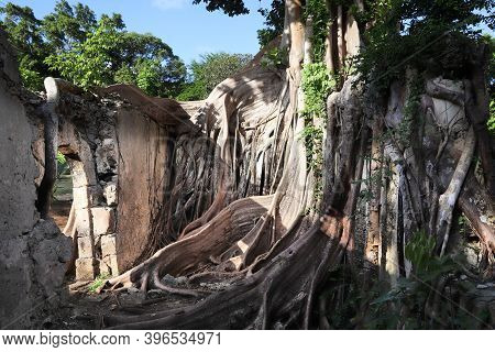 Guadeloupe Landmark Abandoned Slavery Prison Overgrown With Fig Trees. Grande-terre Island.