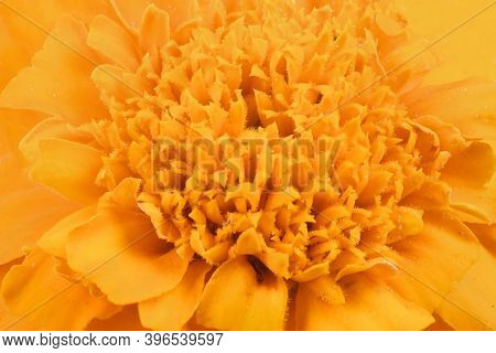 Tagetes Patula. Orange Marigold Flower, French Marigold, Tagetes Erecta, Mexican Marigold, Aztec Mar