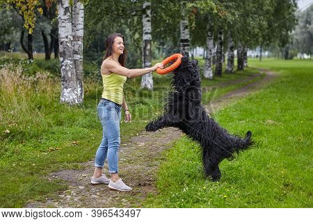 Black Briard Plays With Female Owner Using Toy Ring During Dog Walking.
