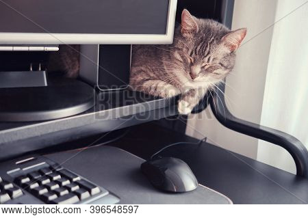 Cat Sleeps At The Monitor At Home, Computer On The Table With A Keyboard And Mouse. Quarantine And L