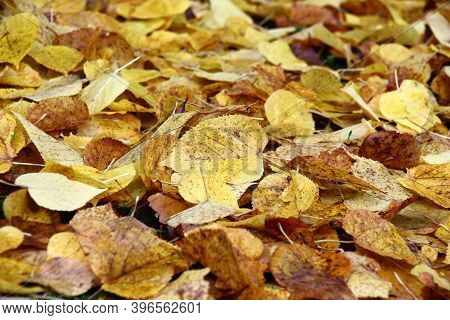 Autumn. Leaf Fall Season. On The Earth The Fallen-down Yellow Leaves Of A Linden Lie. Bright Backgro