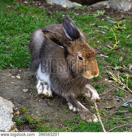 Mountain Hare, Lepus Timidus, Also Known As The White Hare With Brown Hair In Summer
