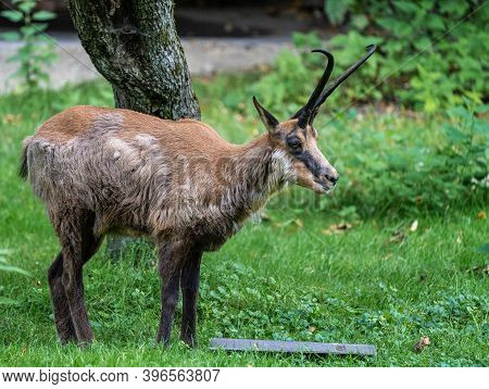 Apennine Chamois, Rupicapra Pyrenaica Ornata, Is Living In The Abruzzo-lazio-molise National Park In