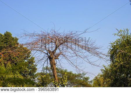 Dry Dead Tree Inside A Green Forest