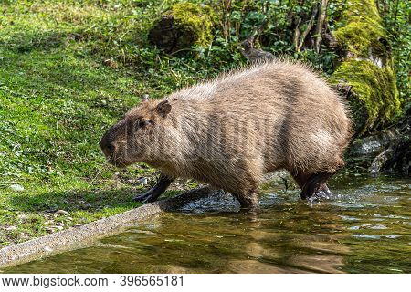 The Capybara, Hydrochoerus Hydrochaeris Is A Mammal Native To South America. It Is The Largest Livin
