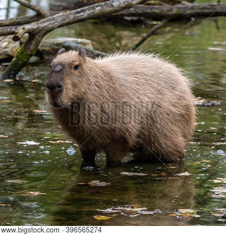 The Capybara, Hydrochoerus Hydrochaeris Is A Mammal Native To South America. It Is The Largest Livin