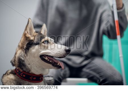 A Portrait Of A Husky Guide Dog With Its Owner.