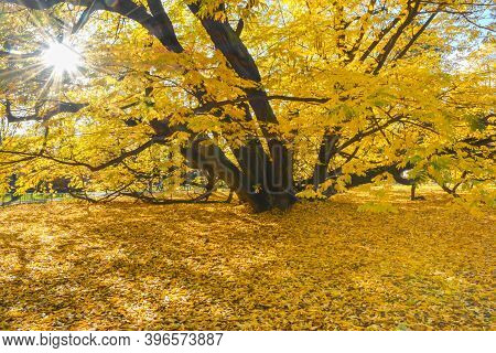 Giant Caucasian Wingnut Tree (pterocarya Fraxinifolia), The Oldest Tree In The City Park Of Graz, In