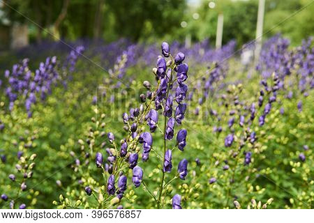 Purple Aconite Inflorescence On Blurred Floral Background