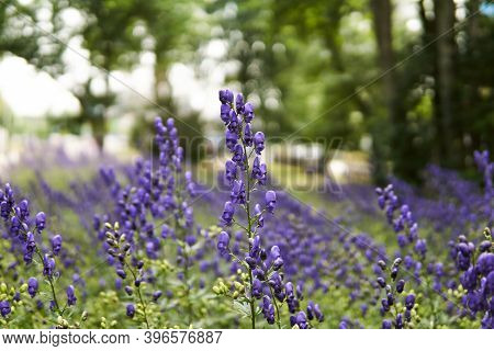 Purple Inflorescences Of Aconite On A Blurred Background