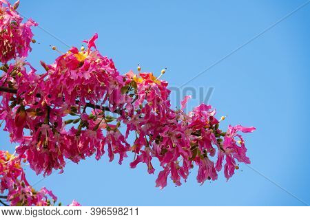 Blooming Chorisia Speciosa St.hil In A Sunny Day