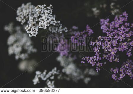 Dark Botanical Background, White And Purple Yarrow Flowers On Black