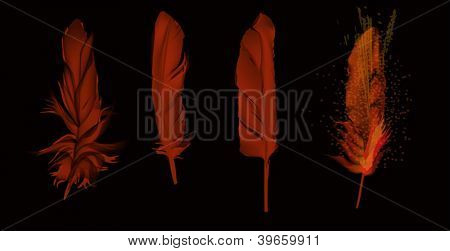 Ilustración con cuatro plumas rojos oscuros, aislado sobre fondo negro