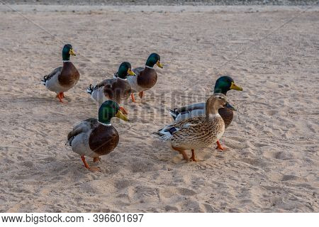 A Group Of Mallards In Lake Havasu, Arizona