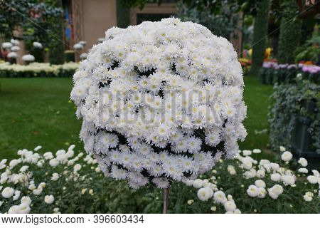 A Round Arrangement Of The White Cascade Mum 'yamanoha-no-kumo' Flowers
