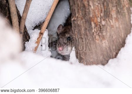 The Rat Looks Out Of Its Burrow. The Brown Rat, Lat. Rattus Norvegicus, Also Known As The Common, St