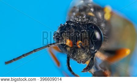 Extreme close up shot of dead hornet on blue background