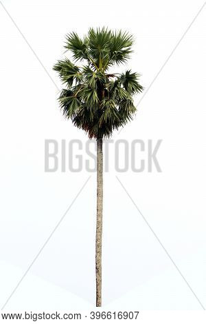 Borassus Flabellifer, Asian Palmyra Palm, Toddy Palm, Sugar Palm, Or Cambodian Palm, Tropical Tree I