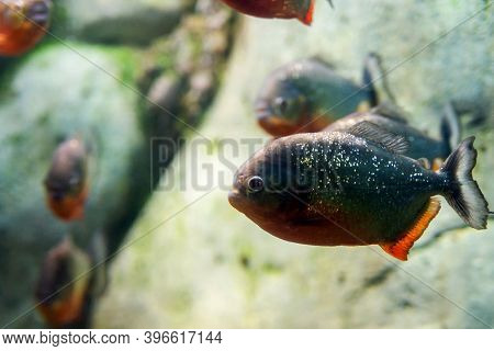 Closeup Of A Red-belly Piranha Or Pygocentrus Nattereri.
