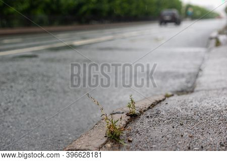 A Small Bush Of Grass Sprouting Through The Asphalt On The Side Of The Road In Cloudy Weather In The