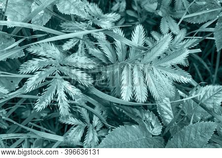 Close-up Of Forest Grass And Leaves After Rain. Environment, Nature. The Trend Is Tidewater Green. H