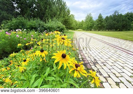 Echinacea Flowers In Spring Sunny Park, Closeup. Yellow Flowers For Herbal Medicine. Bright Meadow.