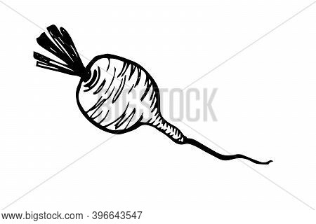 One Hand Drawn Beetroot Design For Greeting Cards, Posters, Recipes, Cooking Design. Isolated On A W