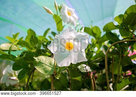 White Dipladenia Flower In Greenhouse. Flowering Plant In Garden. Closeup Shot. Nature Or Botany Con