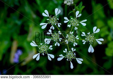 Bifora Radians With Heart Shaped White Flowers