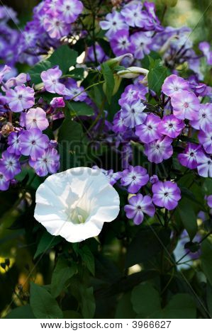 Morning Glory & Plox