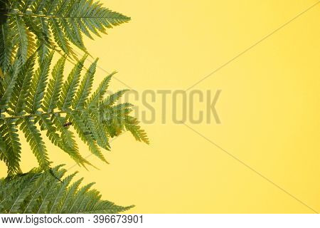 Fern Leaves On A Yellow Background.horizontal Placement. Place For Copy Space
