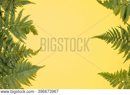 Fern Leaves On Both Sides Of The Yellow Background.horizontal Placement. Place For Copy Space