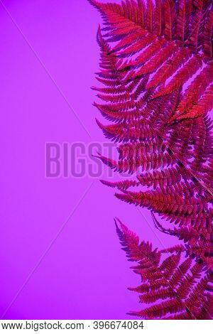Fern Leaves On A Blue Background, Leaf Shadows, Neon Colors. A Place For The Space Mine. Horizontal 