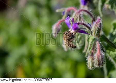 Borage (borago Officinalis), Also Known As A Starflower. Honey Bee Apis Mellifera  Collecting Pollen