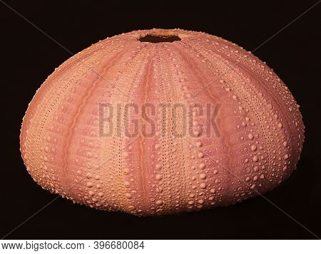 Orange Pink Dried Sea Urchin Shell, Or Test.