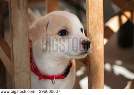 Cute Face Portrait Of A Female One Month Puppy At Home