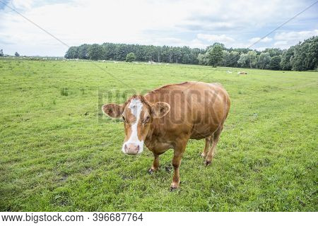 Cow Grazing At The Green Fresh Meadow In Usedom,