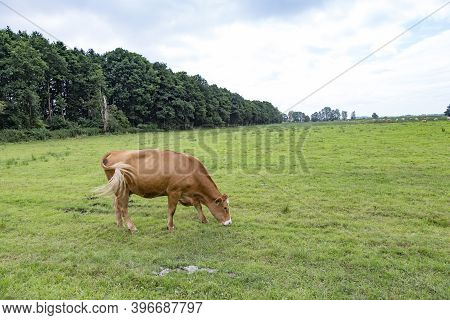 Cows Grazing At The Green Fresh Meadow In Usedom