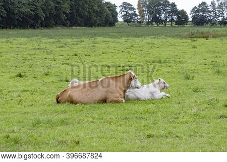 Cows Grazing At The Green Fresh Meadow In Usedom
