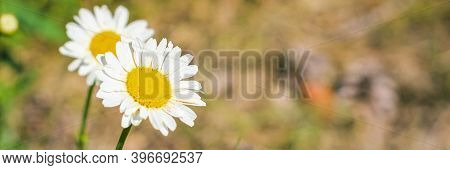 Beautiful Wide Angle Artistic Floral Background With Chamomile Flowers. Panoramic Header For Website